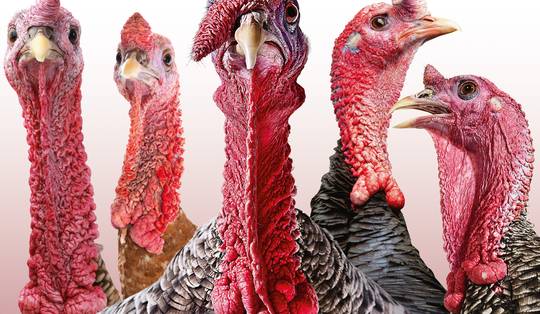 Van bijzaak naar halszaak: waarom de huid tussen kin en kraag ons zoveel kopzorgen bezorgt