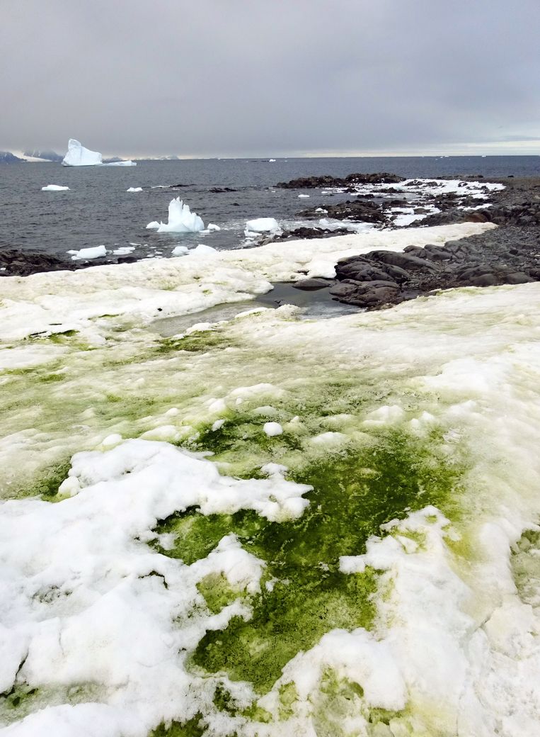 Zee-ijs kleurt groen op Antarctica. 