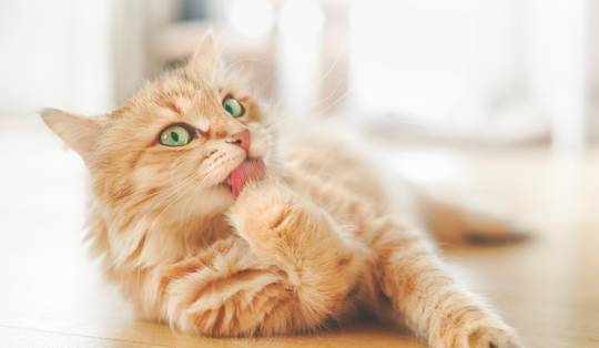 Genegenheid? Vergeet het. Soms wassen katten elkaar puur om te pesten