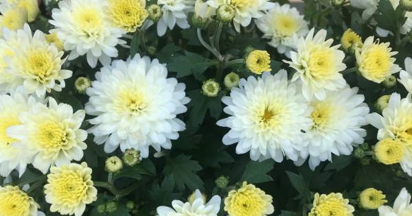 Chrysantenwekers bundelen krachten, familie Kreling richt coöperatie op - BD.nl