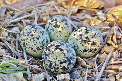 Groot muziekfestival in Canada in problemen vanwege één vogel