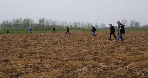 Kraai heeft vogelbeschermers door, daarom nieuwe tactiek