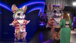 Chinchilla ontdekt voor het eerst haar pak