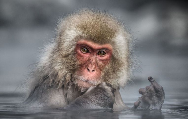 Comedy Wildlife Photography Awards.