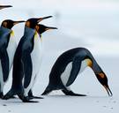 Een buitenaards wezen en een grote rode schildpad: de tv-tips