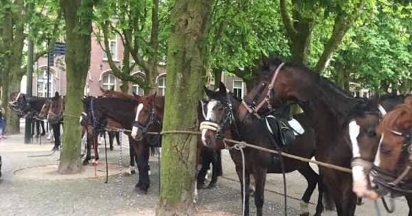 Te paard op bedevaart vanuit Cromvoirt | Vught - BD.nl