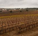 Spaanse wijnbouw kreunt onder droge, hete zomers