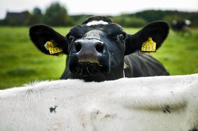 Koe loopt bloedneus op na botsing met trein in Brummen