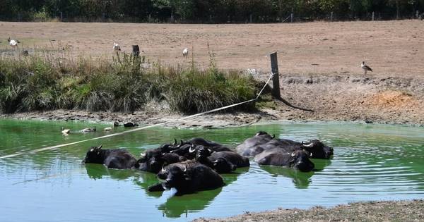 Steeds minder water voor waterbuffels in Beckum