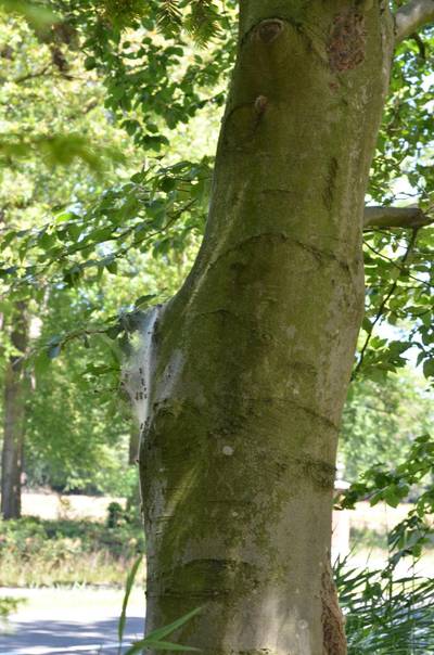 ‘Jeukrups’ vind je niet alleen in eiken, ook beukenbomen zijn niet veilig