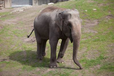Olifant Saba arriveert na voorspoedige reis vanuit Zweden in Burgers’ Zoo