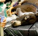 Een op de drie Vlaamse dierenartsen kampt met een burn-out