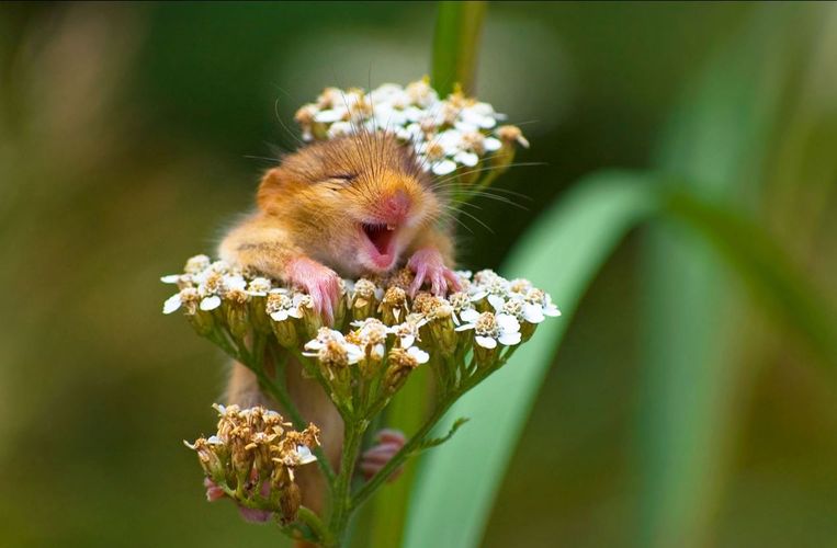 Verbazingwekkend Fantastische foto's! Deze dieren werken echt op de lachspieren XI-36