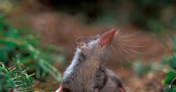 Nieuwbouwplan in Sibculo? Daar denken de muizen anders over