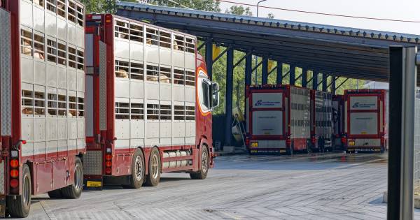 Stankoverlast bij slachterij Vion en geuronderzoek: 7,5 ton extra nodig.