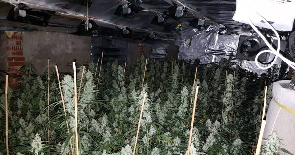 Grote wietplantage opgerold bij Winterswijk, verdachte opgepakt