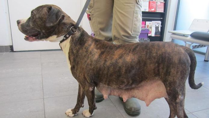 Asiel Zoekt Baasje Van Gedumpte Moederhond Amsterdam Ad Nl