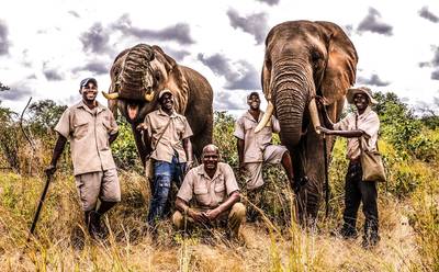 Olifant vertrappelt trainer bij toeristenattractie Zimbabwe