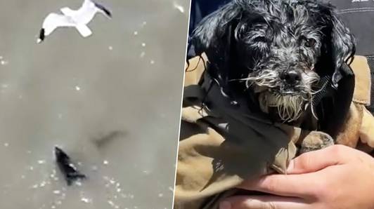 Arme puppy lijkt ten dode opgeschreven door aanvallen meeuwen, maar redders halen hem net op tijd uit water