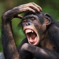 Zonder de hippiemythe zijn bonobo’s nog veel interessanter: ‘Ze kunnen echt heel venijnig uit de hoek komen’