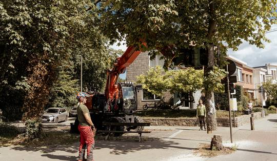 Zeker 10.000 bomen werden vorig jaar in Vlaanderen omgehakt. Onbegrijpelijk? ‘We moeten vooral kijken wélke bomen gekapt worden’