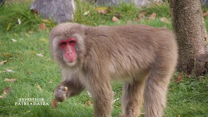 3. Macaques japonais, qui est le chef ?