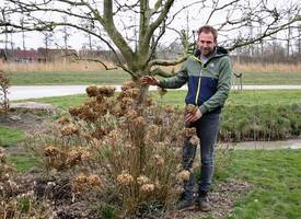 “Zó snoei en verjong je de boerenhortensia”