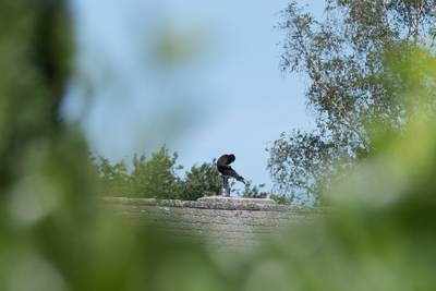België: vermist aapje teruggevonden op dak van woning