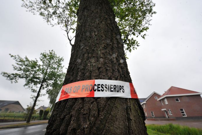 De eikenprocessierups zorgde afgelopen jaar in het hele land voor veel overlast.