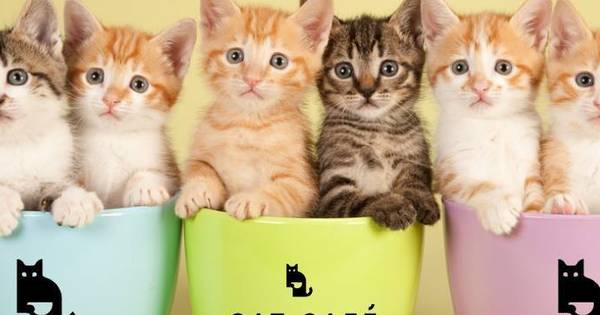 Gezocht kattenkroeler die ook koffie kan zetten Home Gezocht kattenkroeler die ook koffie kan zetten Home