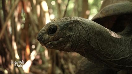 9. L'Ile Maurice et ses trésors - partie 1
