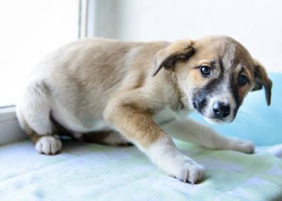 Zó overleven Fikkie en Pluisje het vuurwerkgeweld