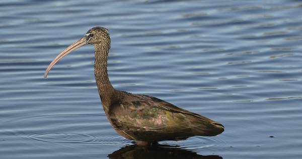 Spiksplinternieuw Zwarte ibis overwintert voor het eerst in Nederland | Nieuws | AD.nl HM-77