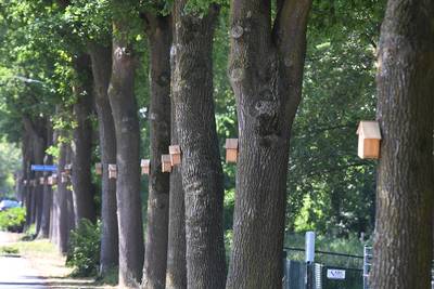 Vrijhangende optrekjes met eigen voedselvoorziening in strijd tegen jeukrups