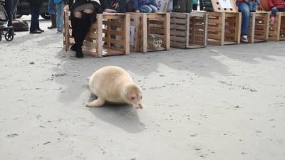 Albinozeehond weer vrijgelaten