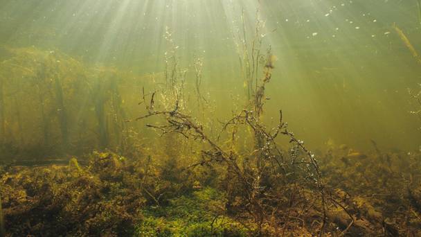 Wildernis onder water