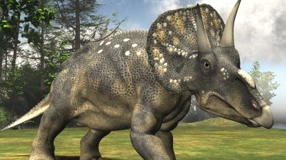 Dinosauriërs gebruikten hun hoorns niet in eerste plaats om te vechten maar voor iets heel anders