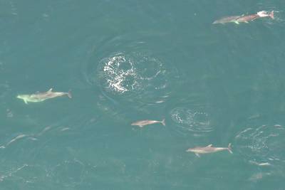 Visser spot groep dolfijnen voor Nederlandse kust