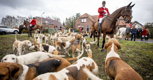 Met veertig honden jagen op een vos die er helemaal niet is in Gelselaar