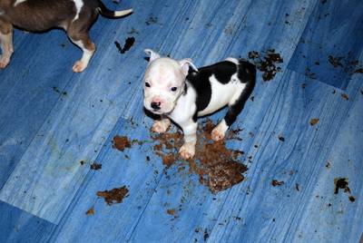 Dierenbeul mag straks 10 jaar geen beesten meer houden