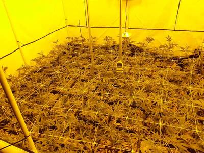 Wietkwekerij met 48 planten ontmanteld in Ewijk