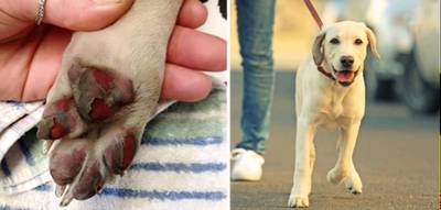 Dierenpolitie: Pas op voor verbrande pootjes van je hond