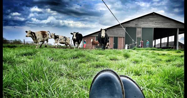 Lente begint voor Kekerdomse koeien