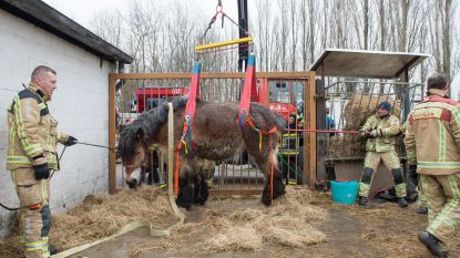 Brandweer helpt uitgegleden paard recht