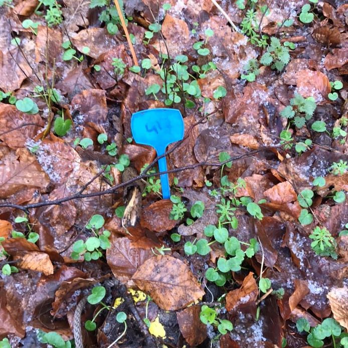 Goede Mysterieuze blauwe bordjes in bos Bilthoven: smurfen, speurtocht IK-09