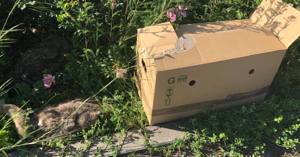 Voorbijganger vindt dode zwanenkuikens naast doos met hooi langs de weg - De Gelderlander