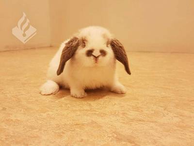 Politie zet konijn in de cel