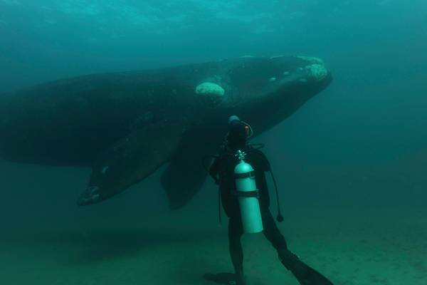 Ocean Giants