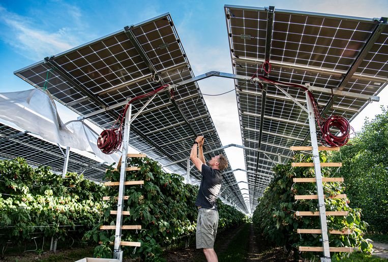 Fruit kweken onder een dak van zonnepanelen, lukt dat? - Trouw