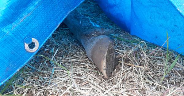 Buurt loopt te hoop na dood pony: 'Wie stopt deze man?' - BD.nl